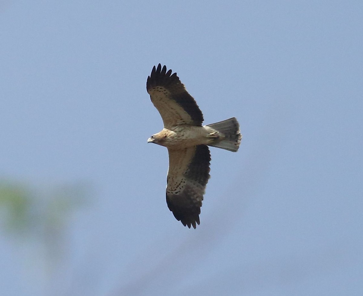 Booted Eagle - Albin Jacob