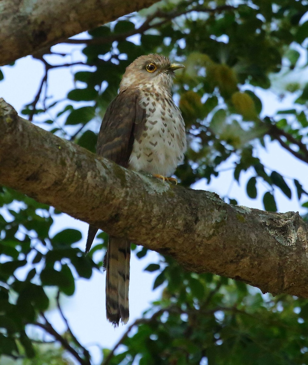 Common Hawk-Cuckoo - Albin Jacob