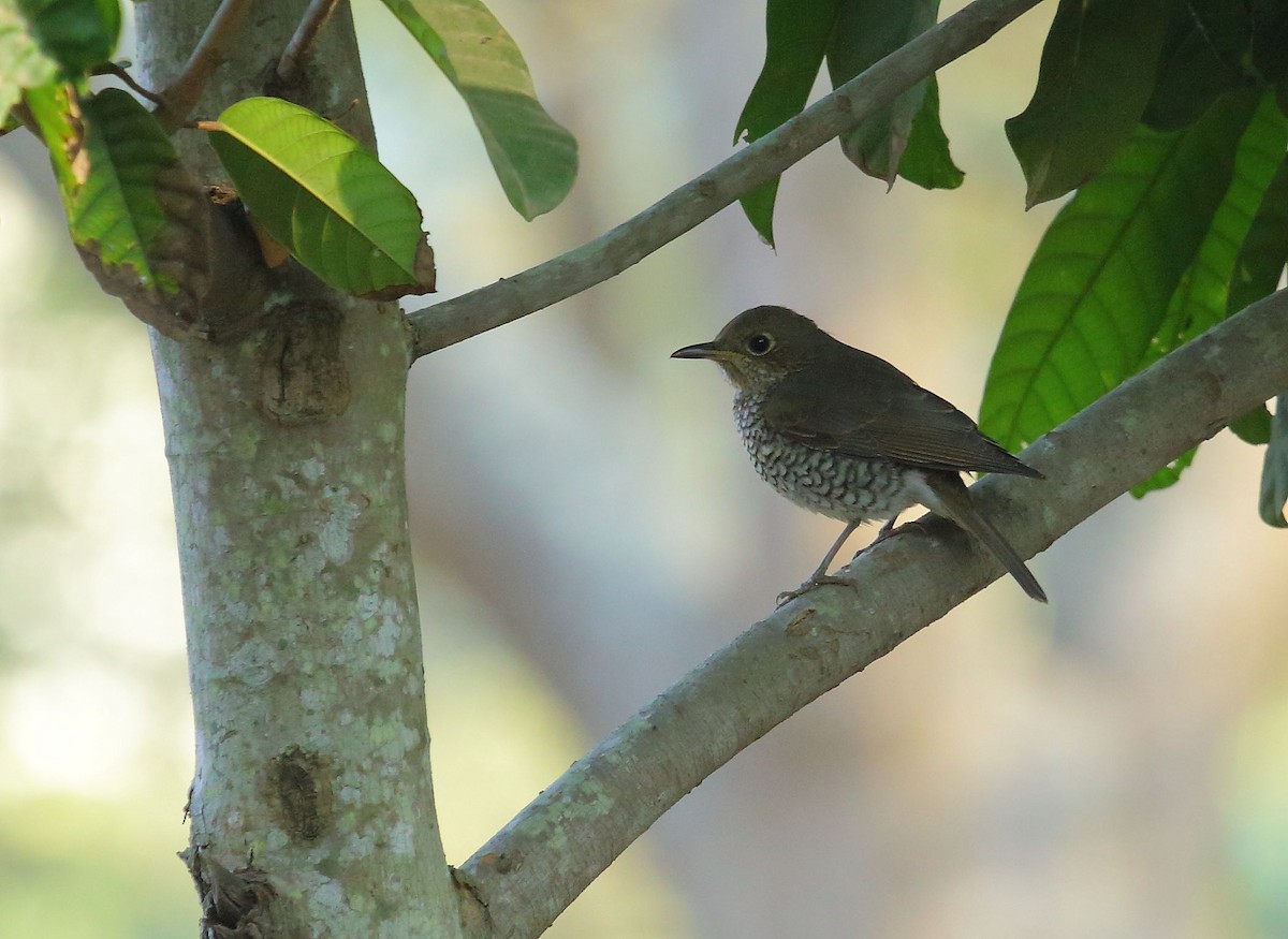 Blue-capped Rock-Thrush - Albin Jacob