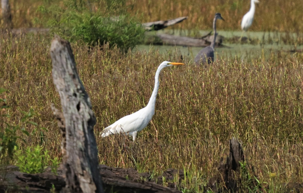 Great Egret - ML253642211