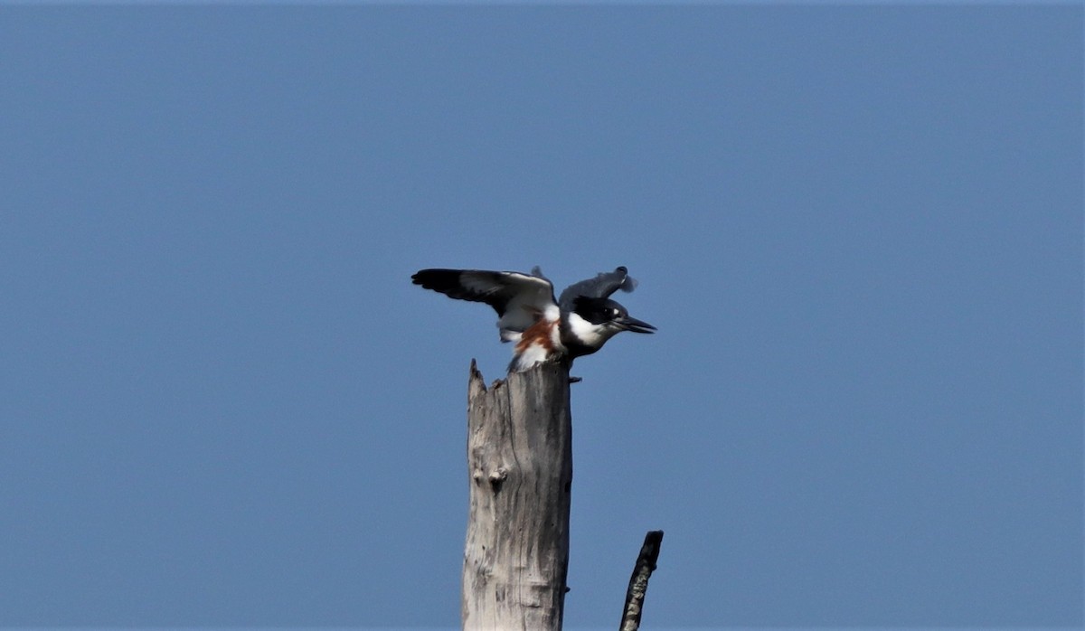 Belted Kingfisher - ML253642301