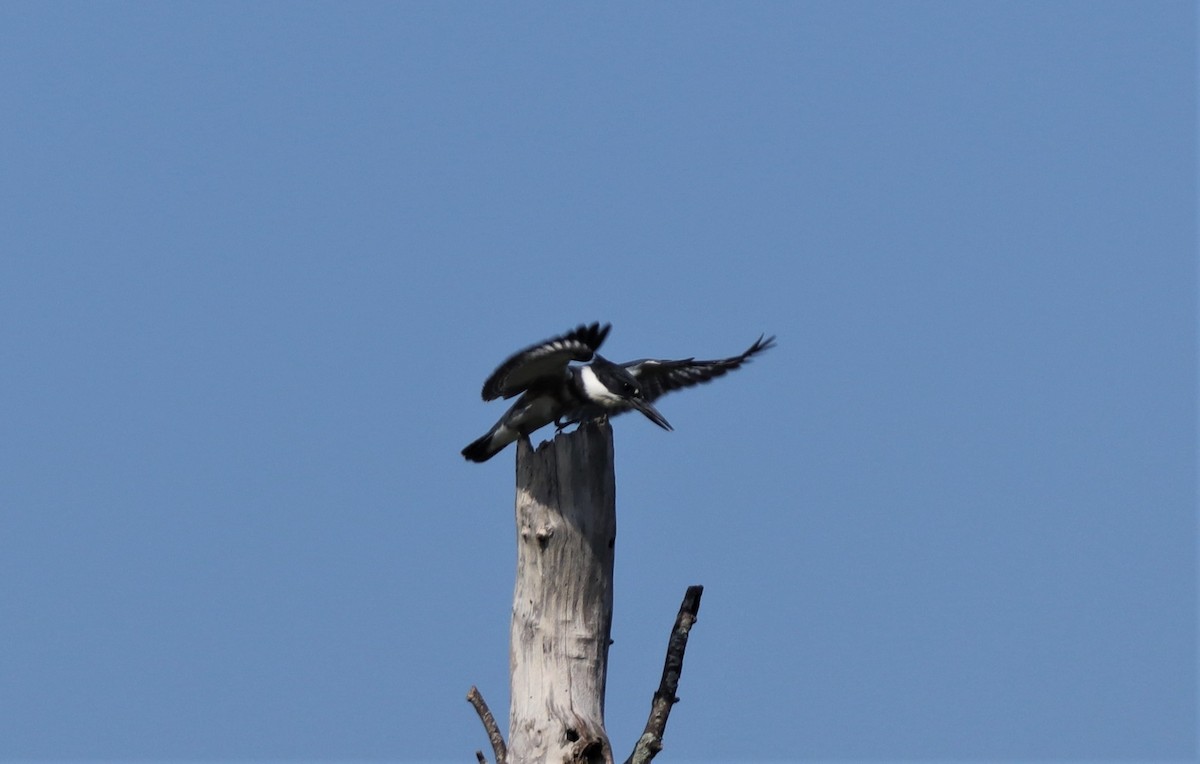 Belted Kingfisher - Daniel Kaplan