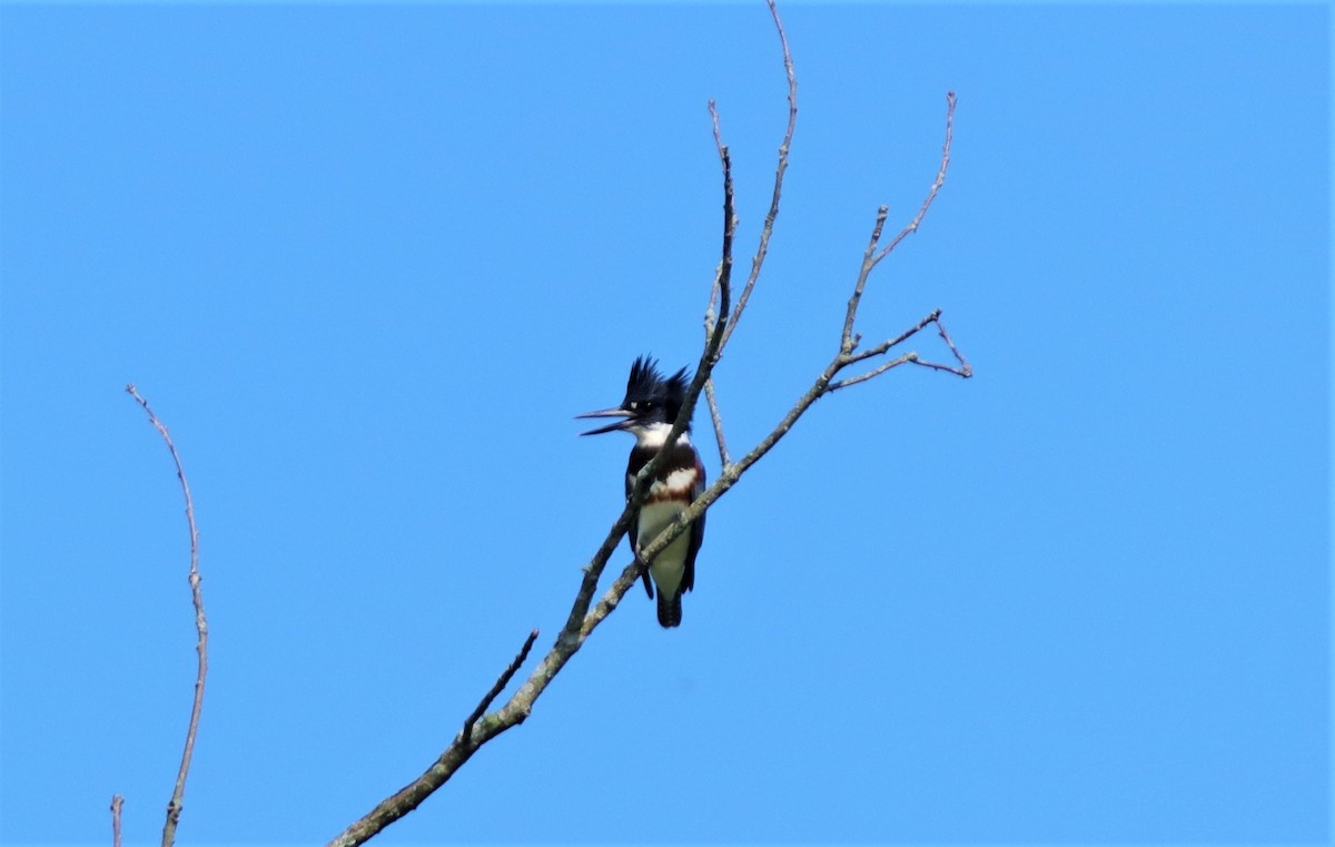 Belted Kingfisher - ML253642321
