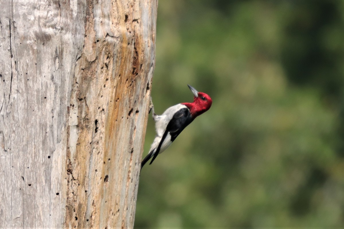 Red-headed Woodpecker - ML253642441