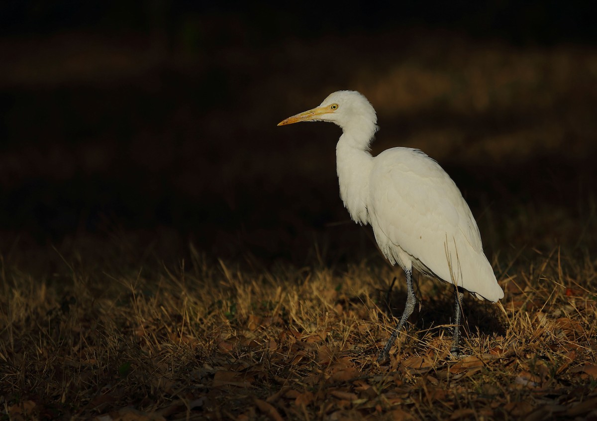 Eastern Cattle Egret - ML25364321