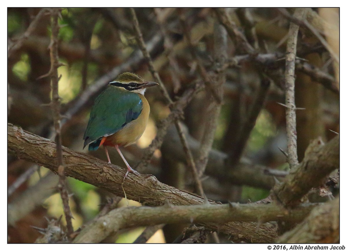 Indian Pitta - Albin Jacob