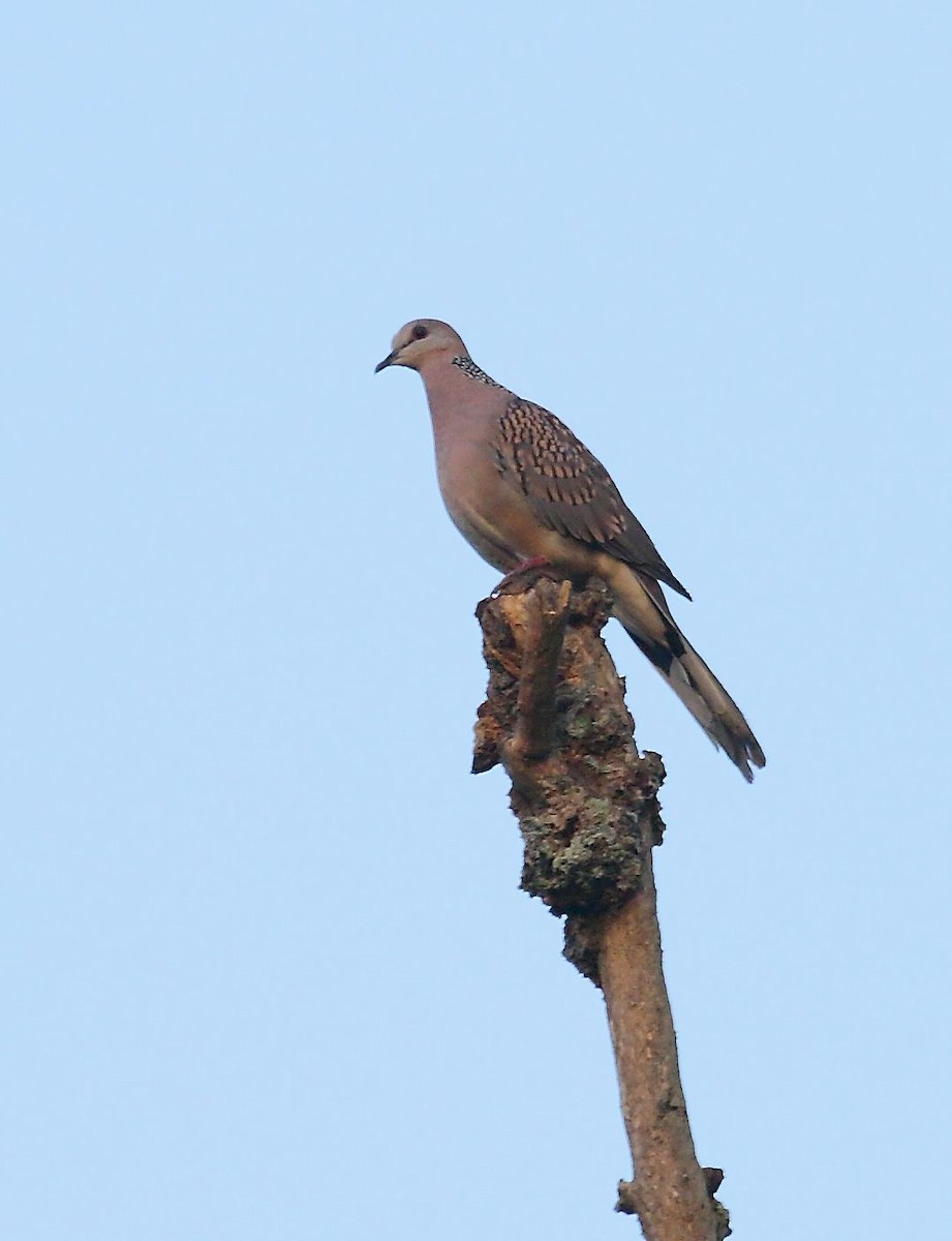 Spotted Dove - Albin Jacob