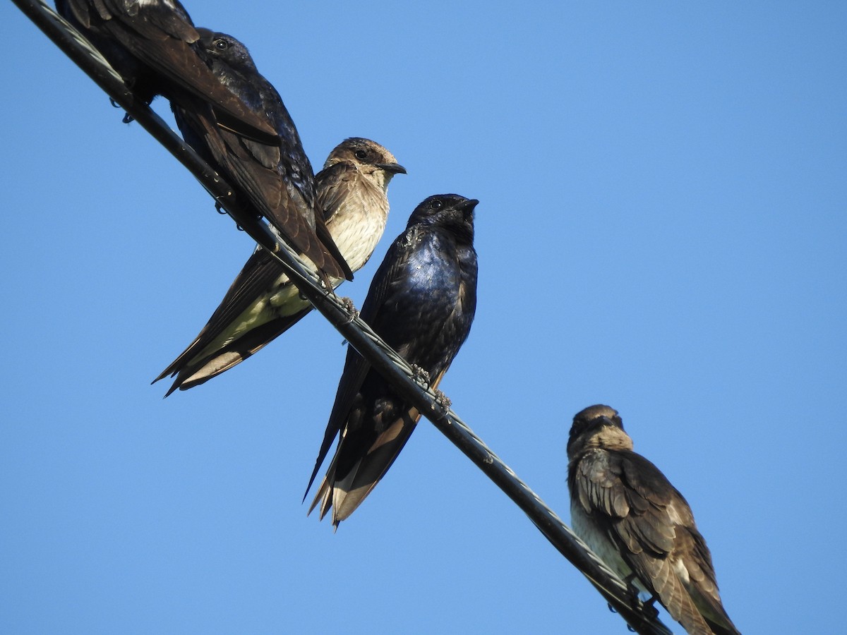 Purple Martin - ML253645061