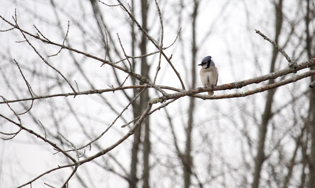 Blue Jay - ML25364511