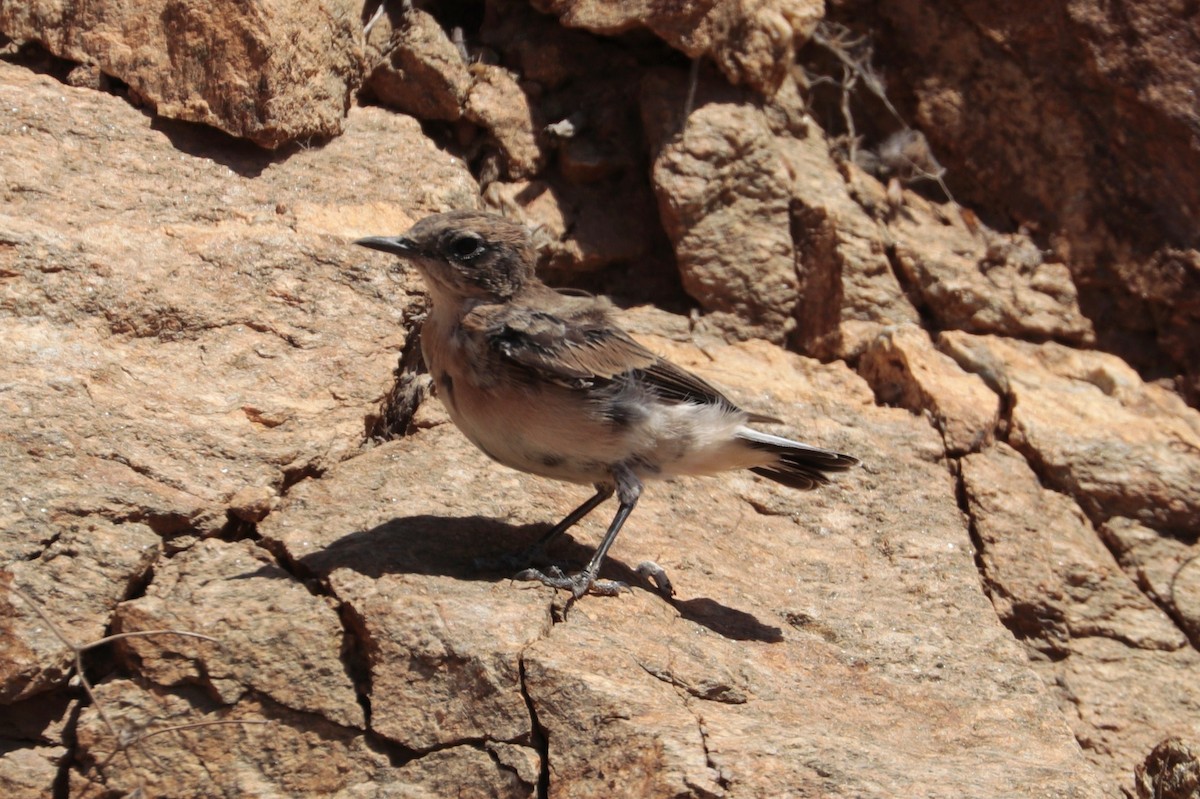 Western Black-eared Wheatear - ML253645301