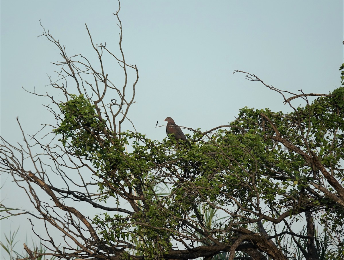 Red-billed Pigeon - ML253646941