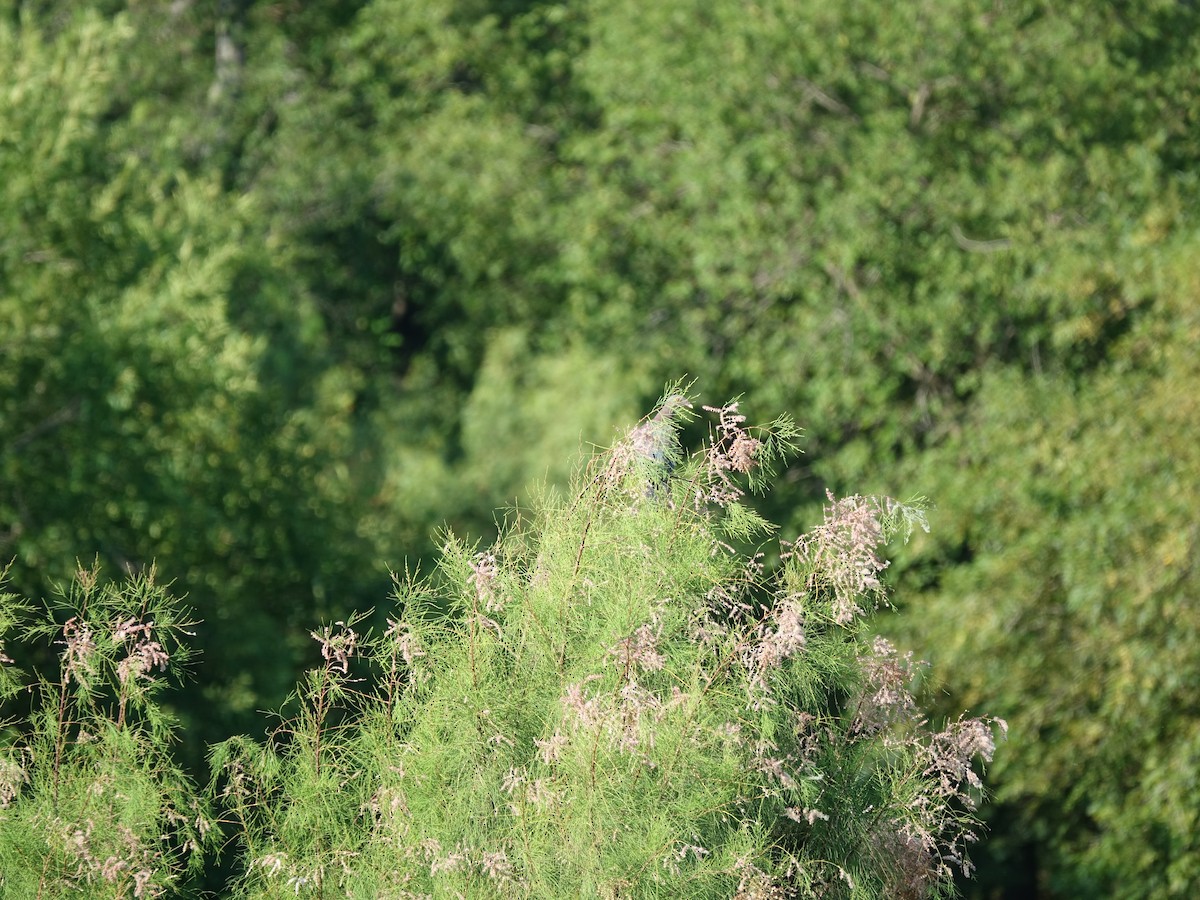 Red-billed Pigeon - ML253647461