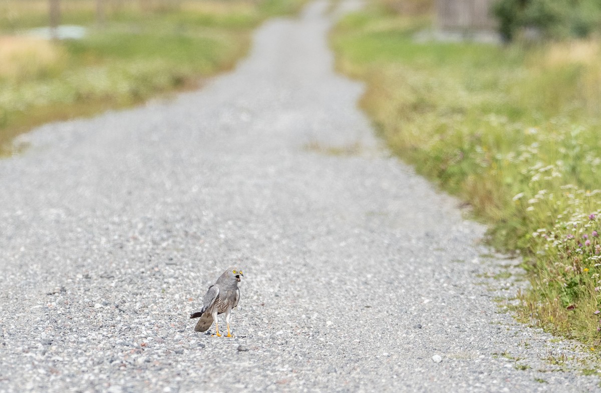 Montagu's Harrier - Matti Rekilä