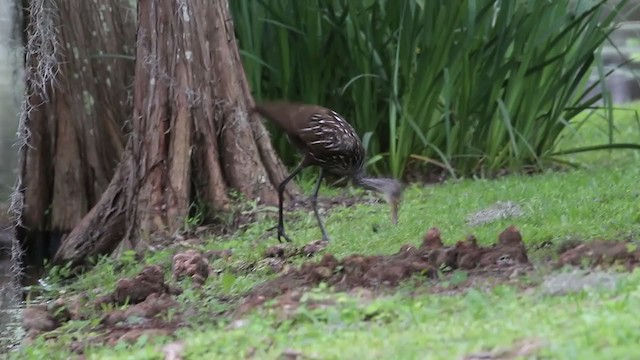 Limpkin - ML253648001