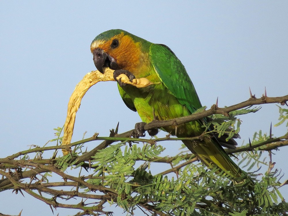 Brown-throated Parakeet - Susan Davis