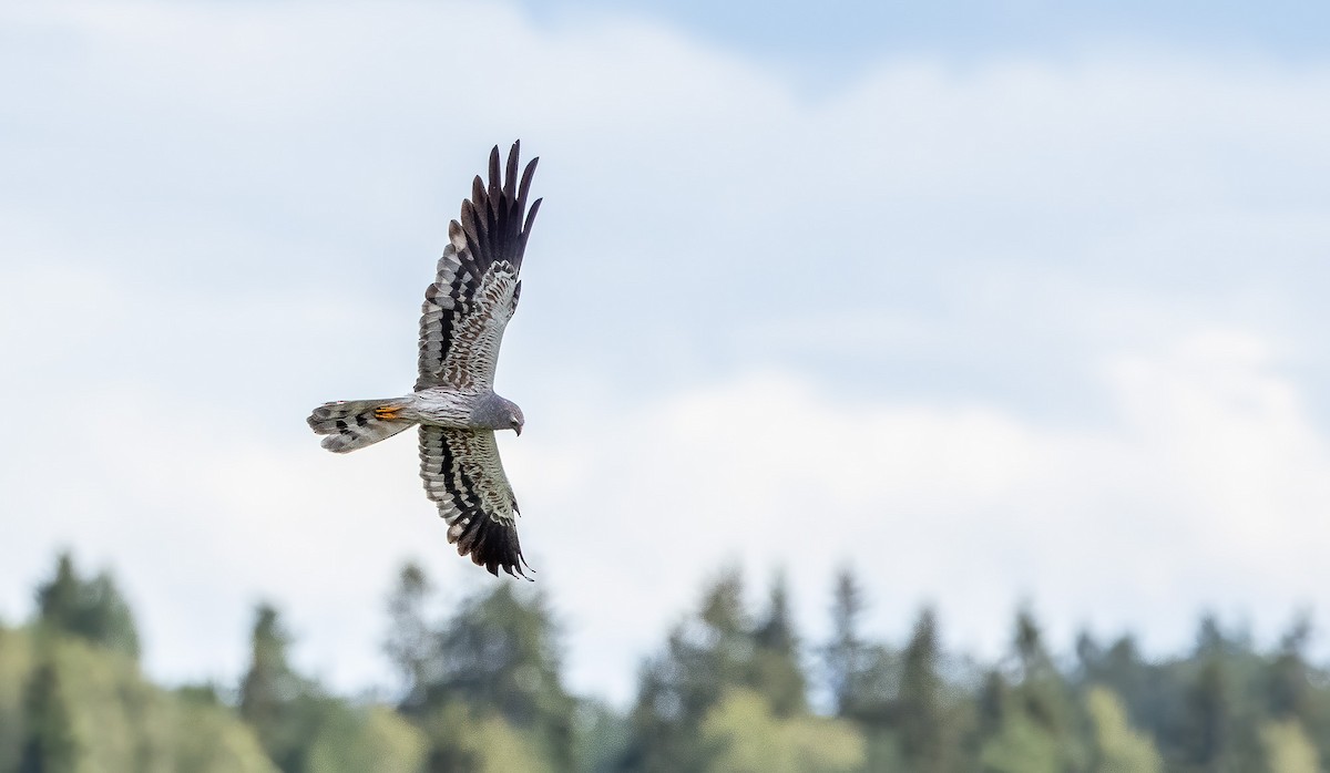 Montagu's Harrier - ML253650661