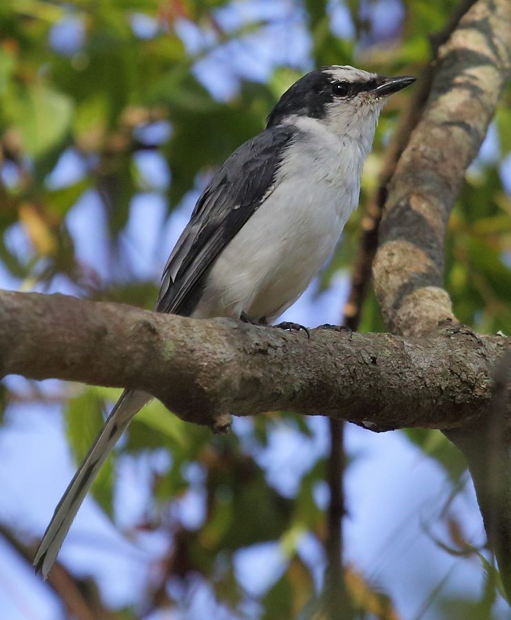 Minivet Ceniciento - ML25365171