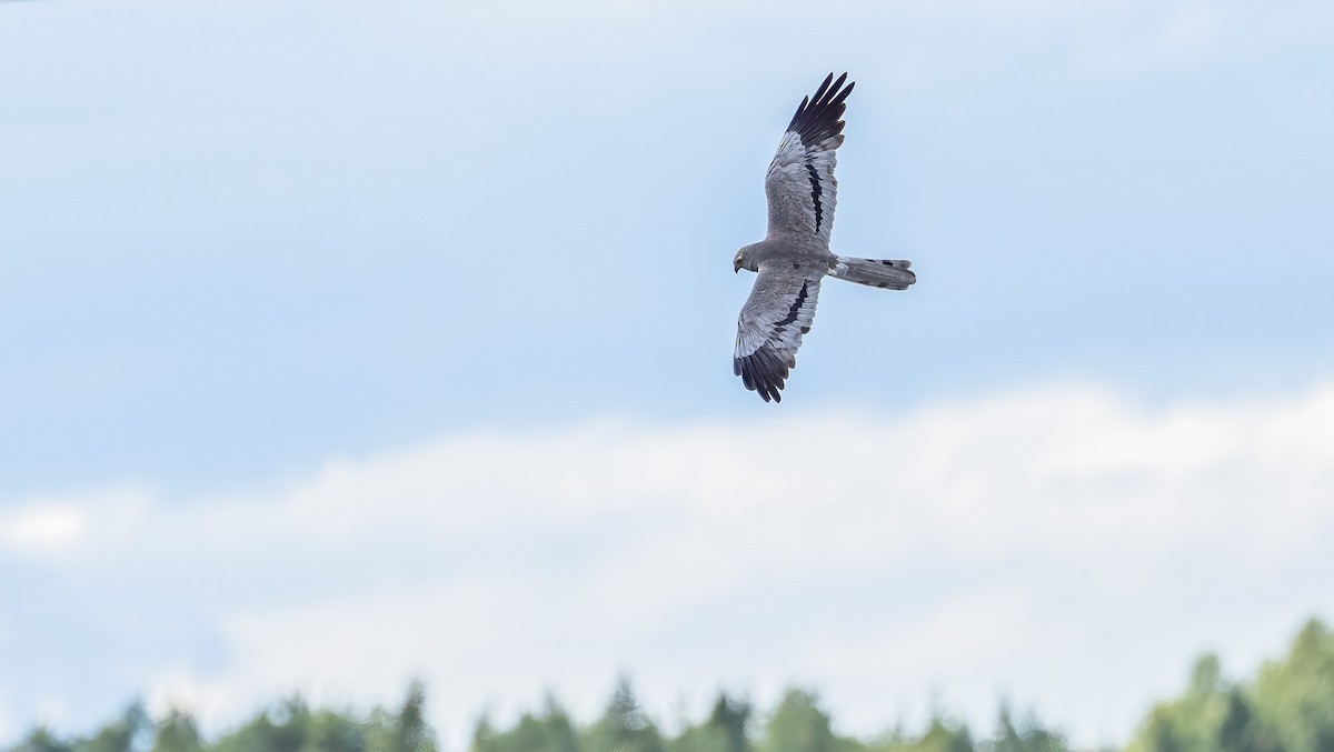 Montagu's Harrier - ML253651801