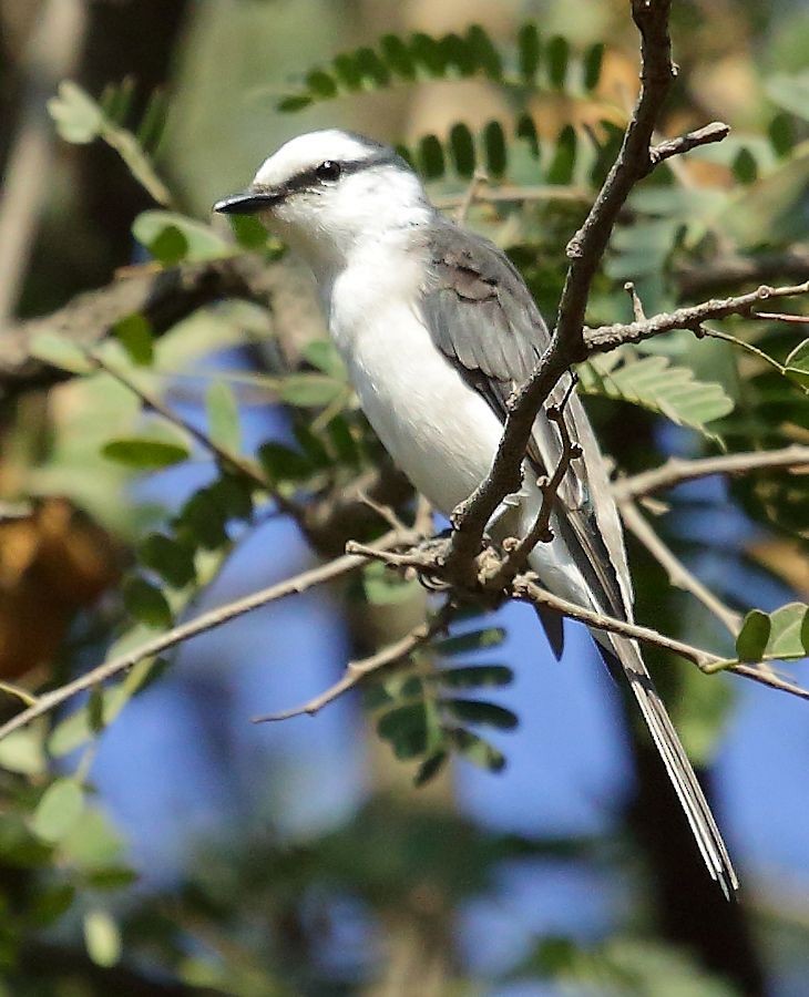 Fahlbürzel-Mennigvogel - ML25365221