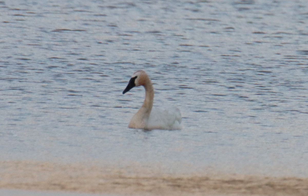 Trumpeter Swan - ML253652571