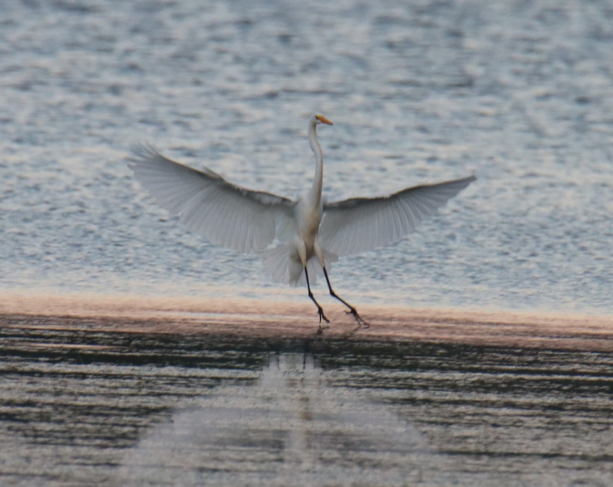 Цасч дэглий - ML253652601