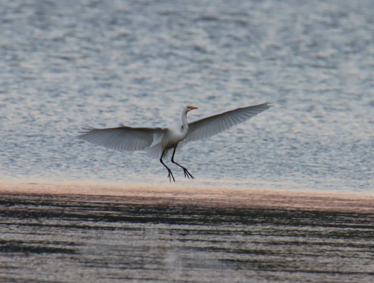 Цасч дэглий - ML253652671