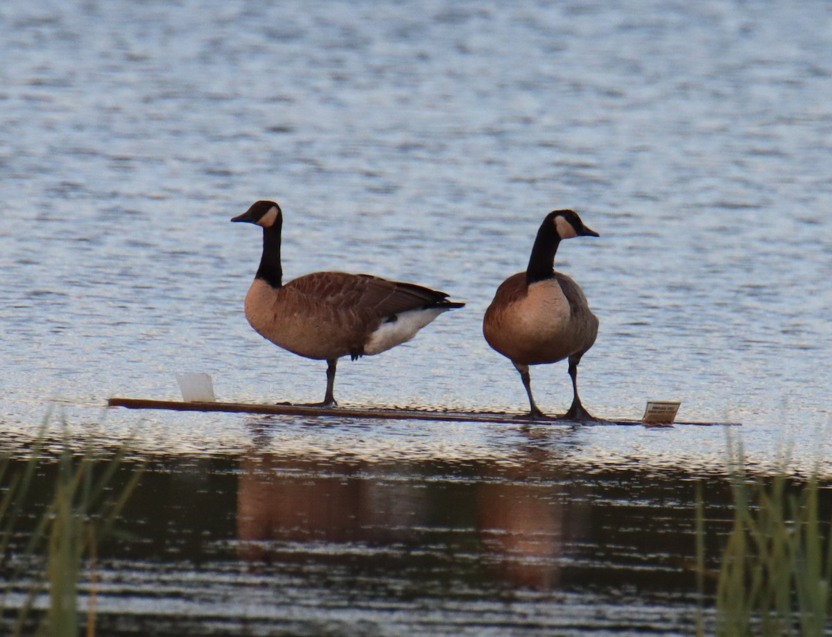 Канад галуу - ML253652871