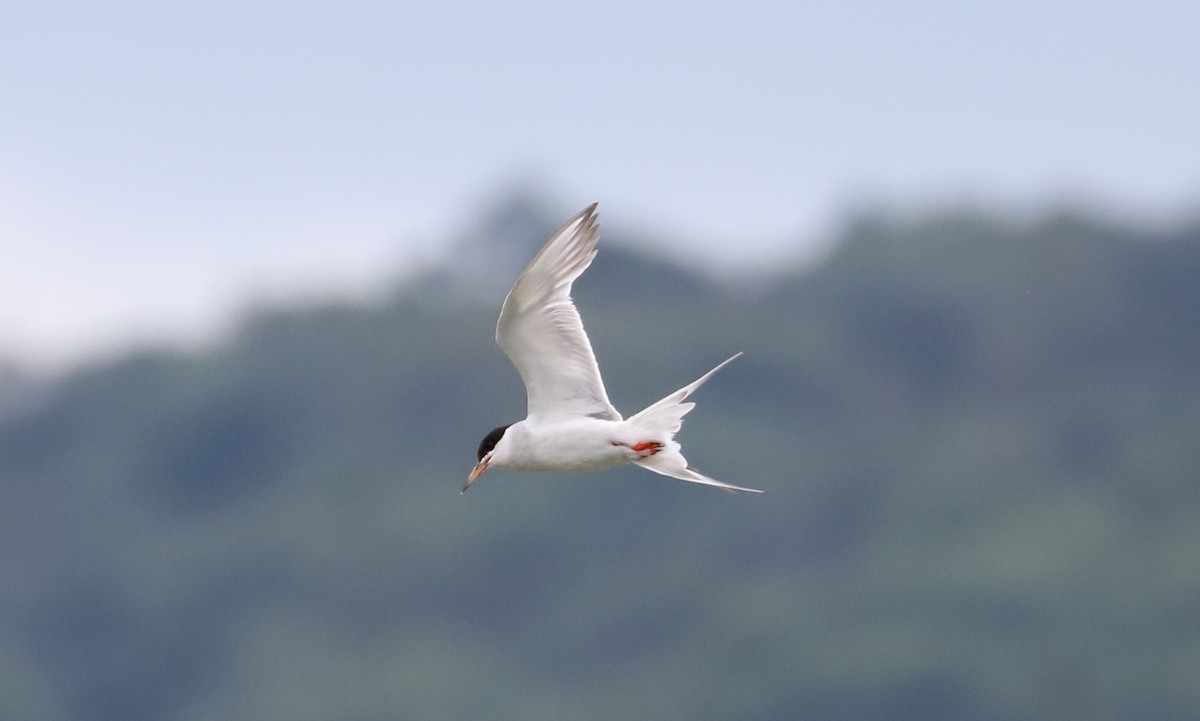 Forster's Tern - Debra Rittelmann