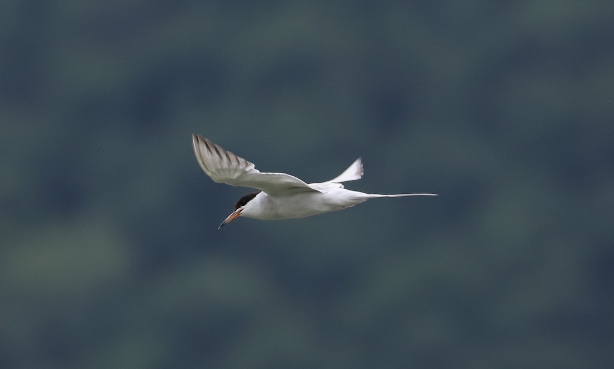 Forster's Tern - Debra Rittelmann