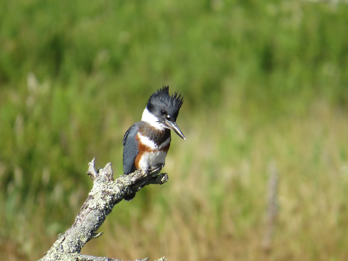Belted Kingfisher - ML253654761