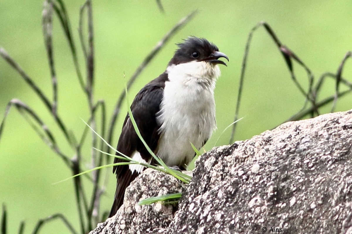 Pied Cuckoo - Ains Priestman