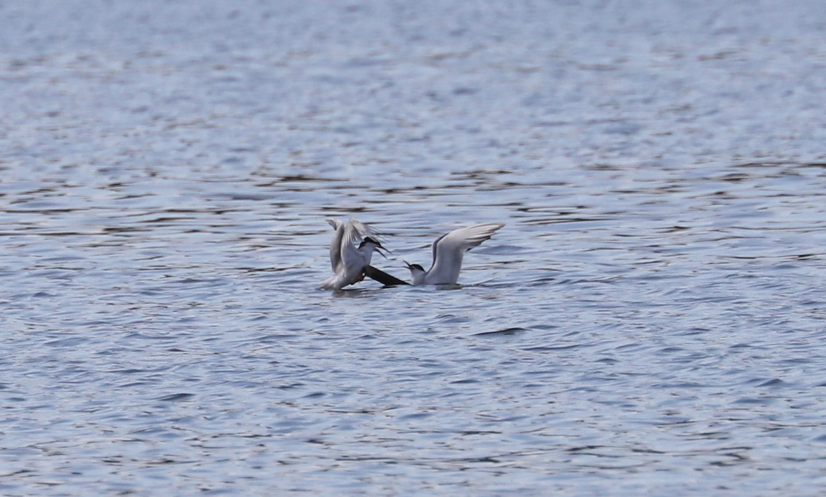 Forster's Tern - Debra Rittelmann