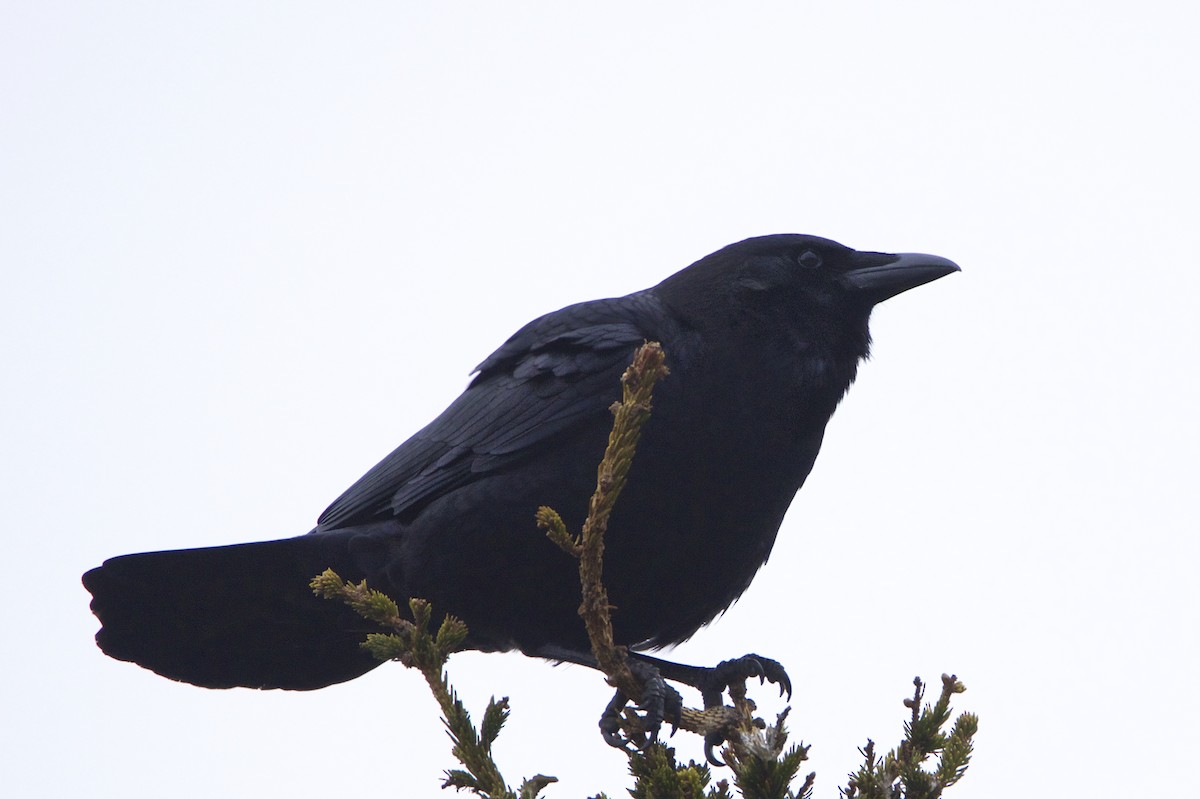 American Crow - ML25365531