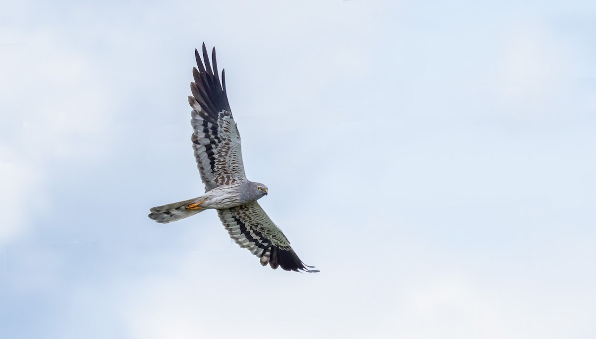 Montagu's Harrier - ML253655511