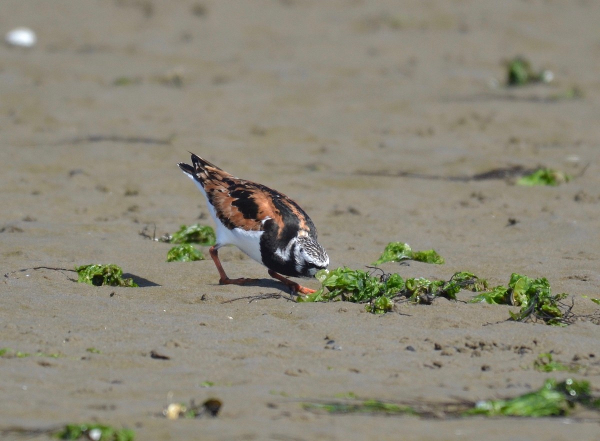 Ruddy Turnstone - Peter Paul