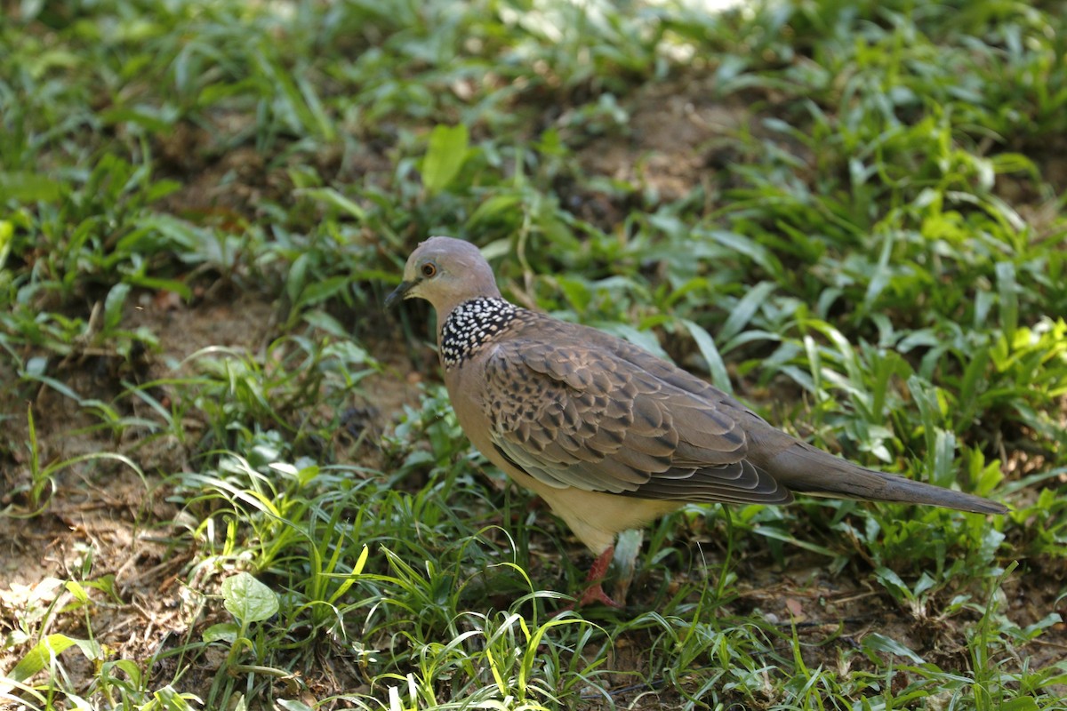 Spotted Dove - ML253658151