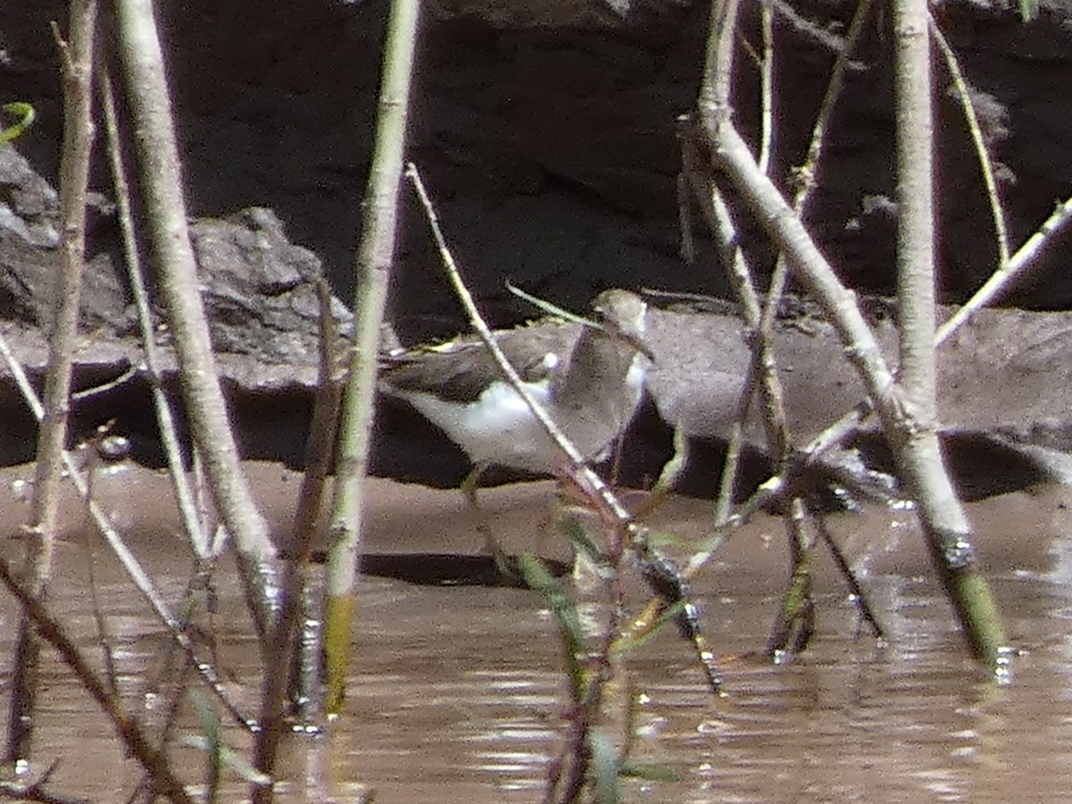 Spotted Sandpiper - ML253658251