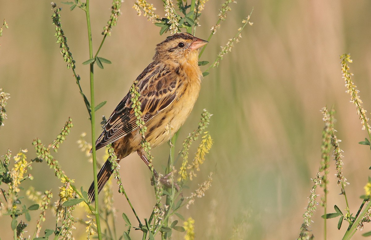 Bobolink - Tim Avery