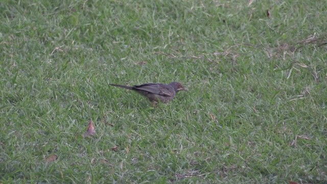 Western Red-legged Thrush - ML253659761