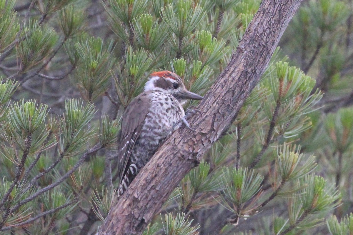 Arizona Woodpecker - ML253663831