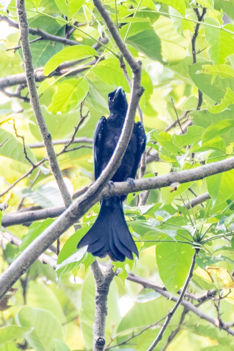 Fork-tailed/Square-tailed Drongo-Cuckoo - ML253665001