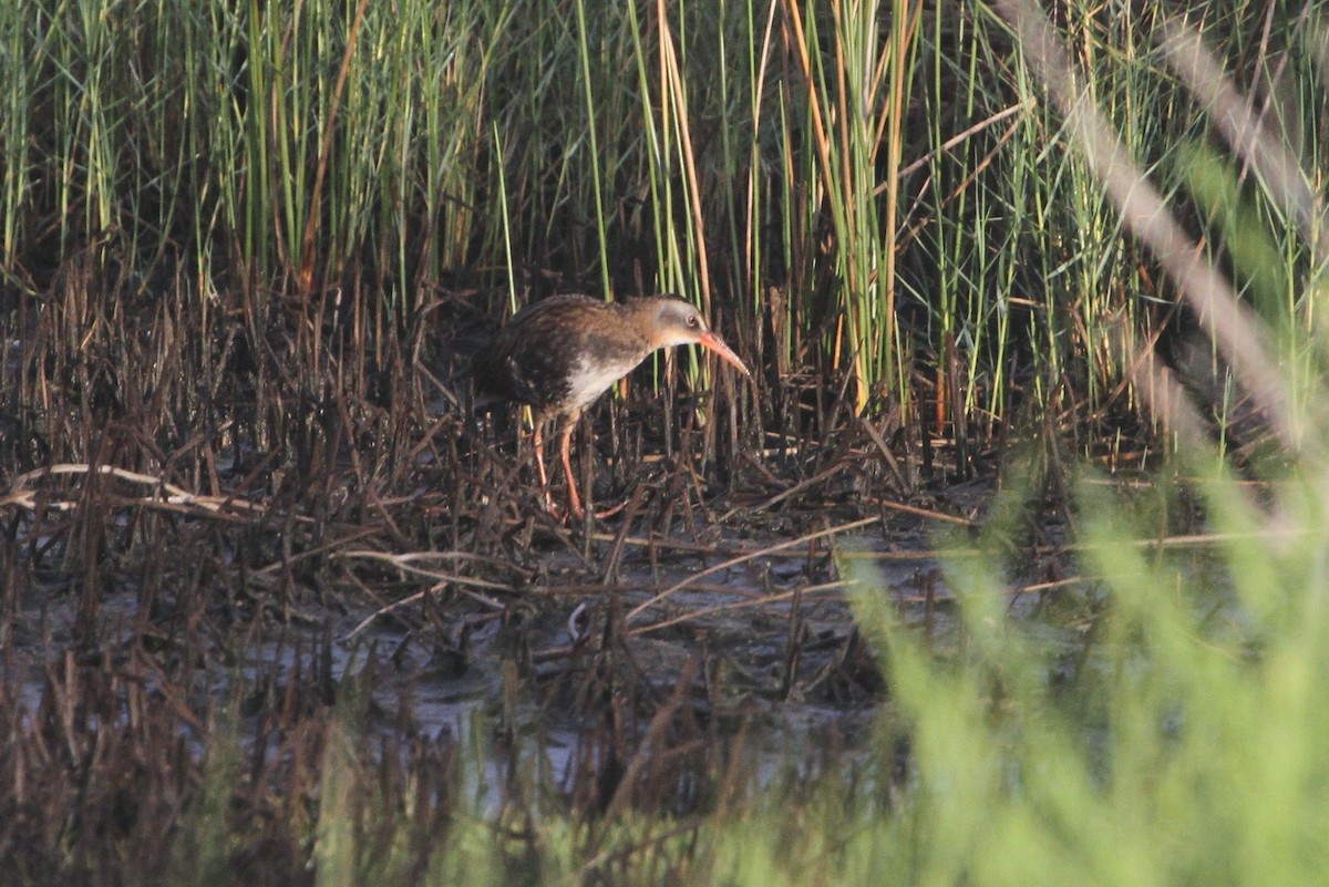 Virginia Rail - ML253666331