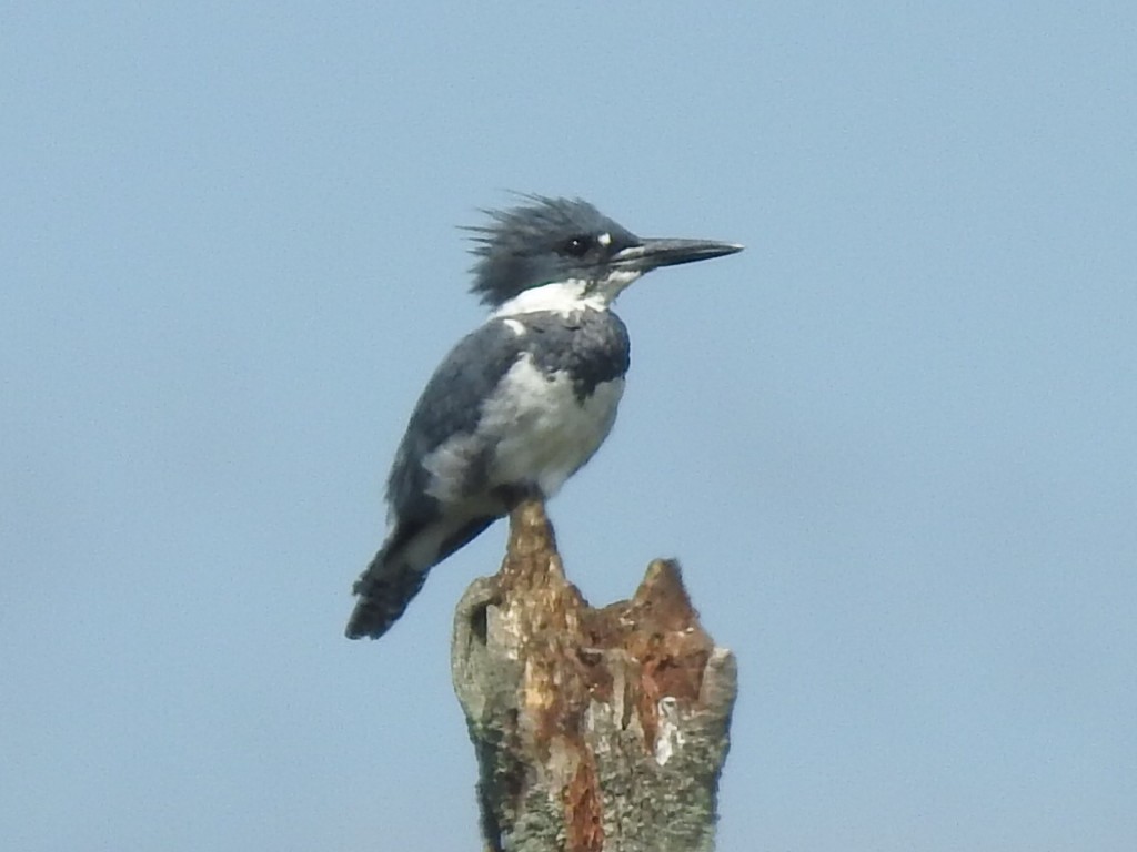 Belted Kingfisher - ML253667531
