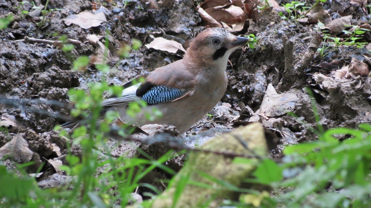 Eurasian Jay - Natividad  Rodríguez Blanco