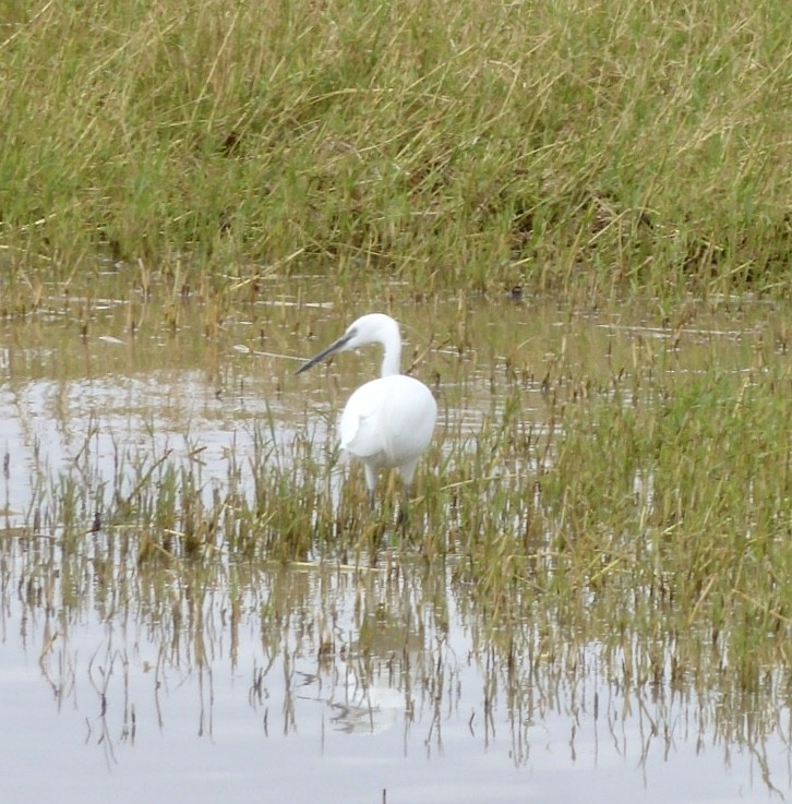 Little Egret - ML253669331