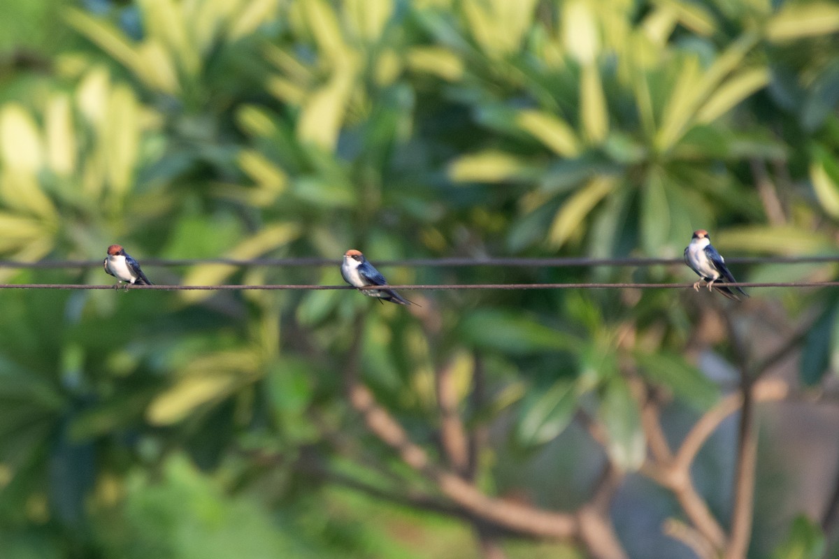 Wire-tailed Swallow - Vivek Saggar