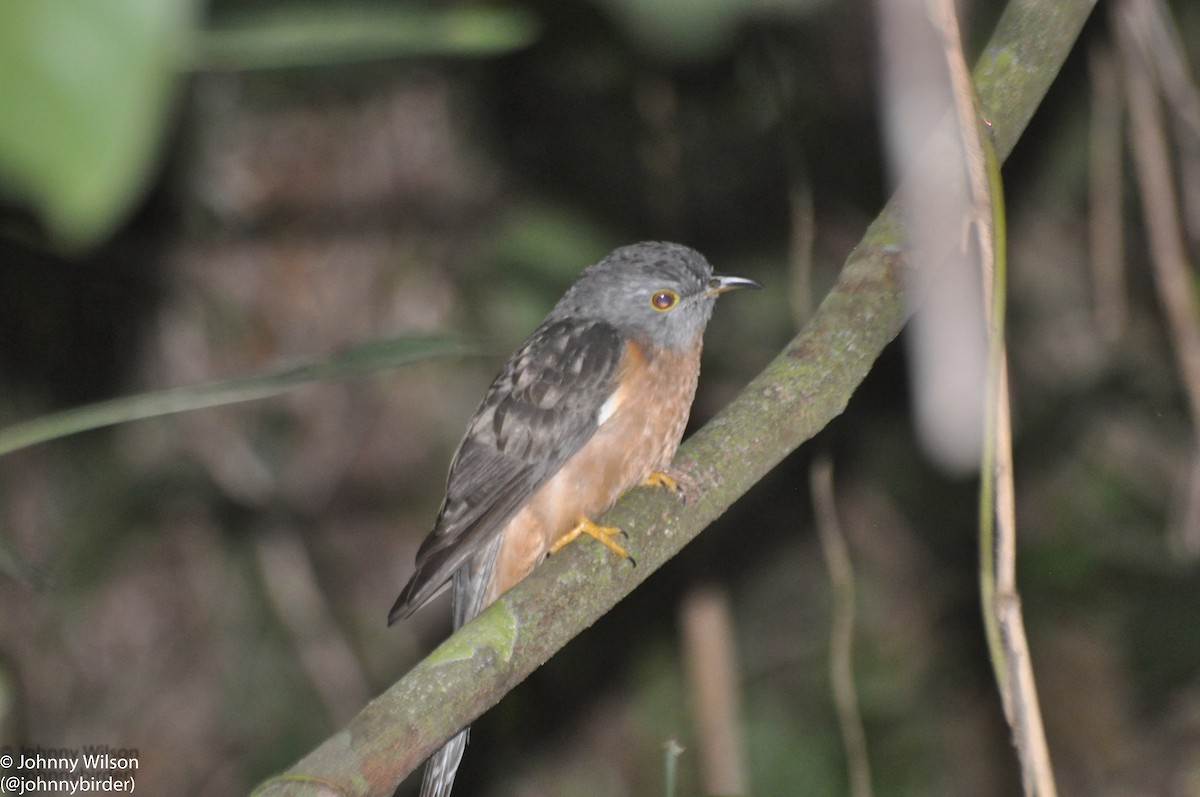 Brush Cuckoo (Sunda) - ML253670351