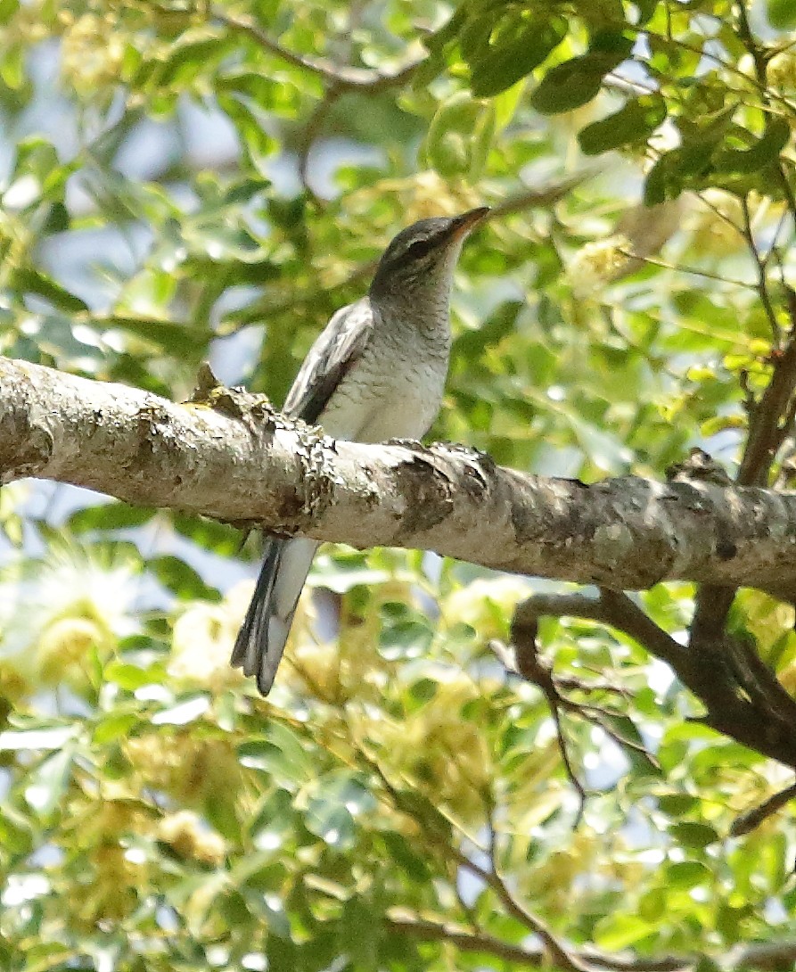 Black-headed Cuckooshrike - ML25367221