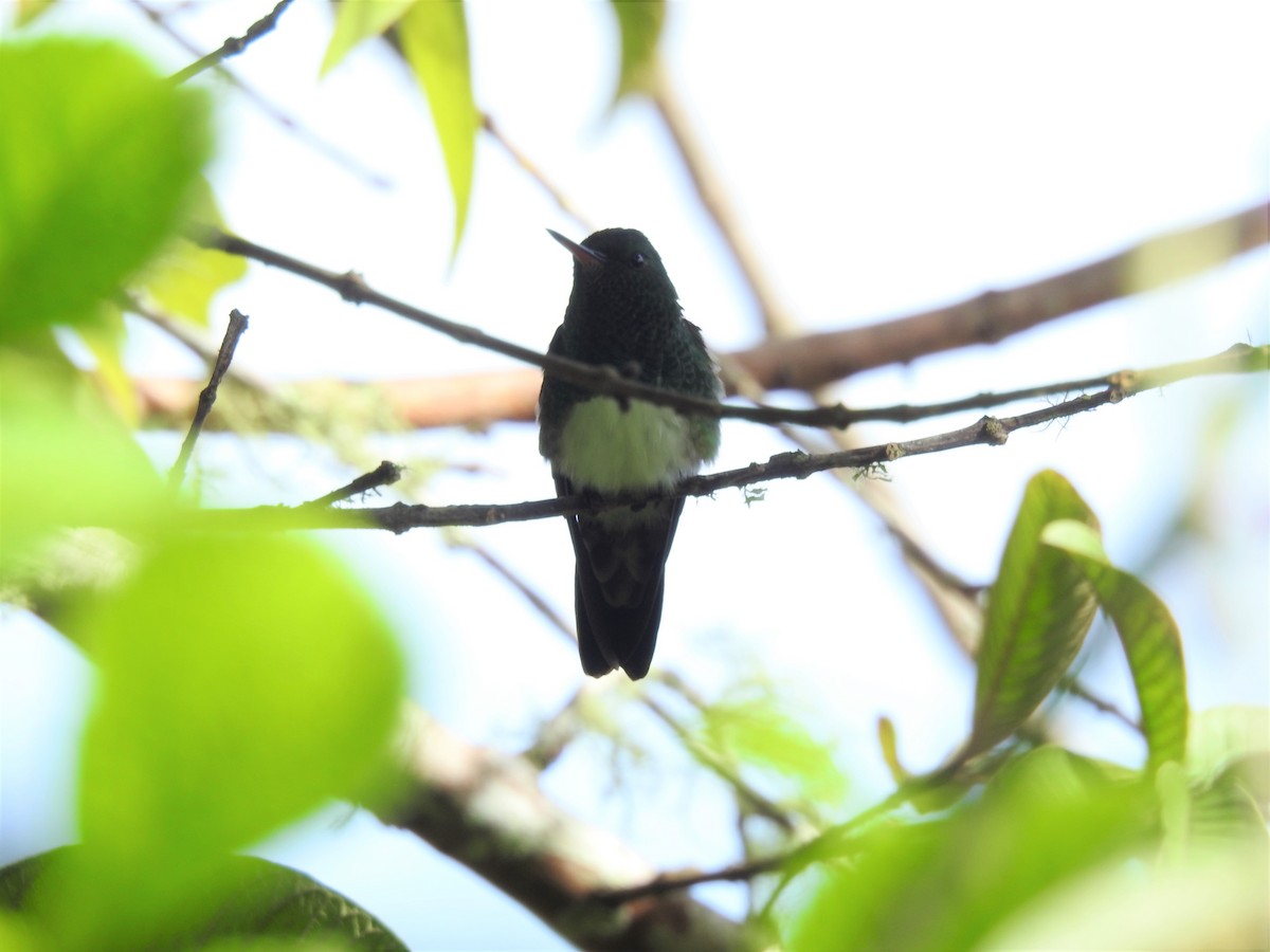 Snowy-bellied Hummingbird - ML253674911