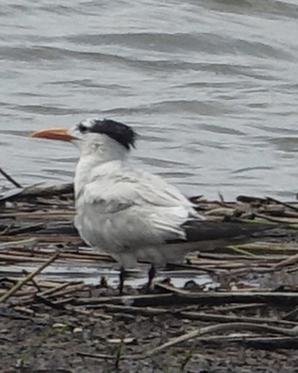 Royal Tern - Bert Wessling